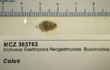 Media type: image; Malacology 383763